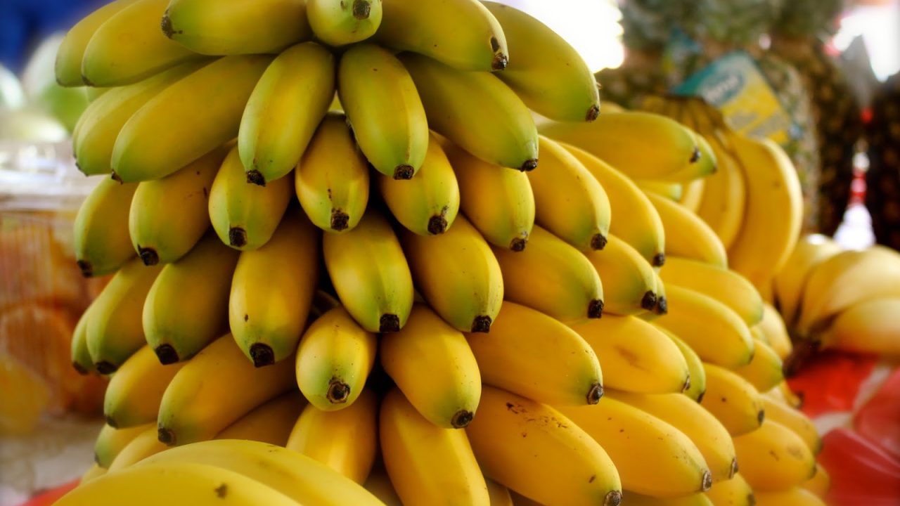 Productores de cambur abogan por más cooperación y capacitación para enfrentar al hongo R4T